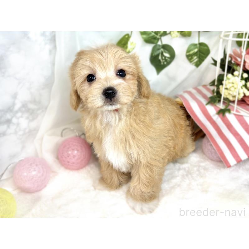 成約済の滋賀県のマルプー:マルチーズ×トイプードル-408970の2枚目